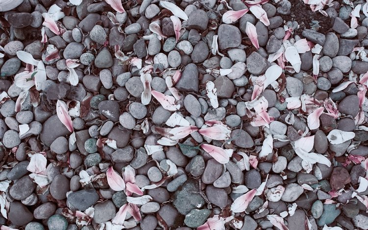камни, галька, лепестки, камешки, магнолия, stones, pebbles, petals, magnolia