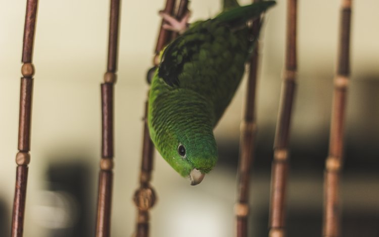 зелёный, птица, клетка, попугай, green, bird, cell, parrot
