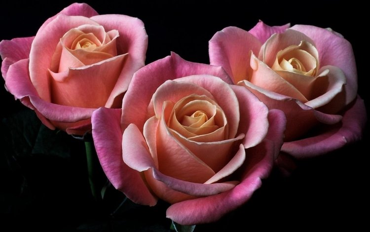 цветы, бутоны, розы, лепестки, черный фон, розовые, flowers, buds, roses, petals, black background, pink