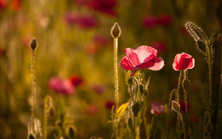 свет, цветы, маки, боке, light, flowers, maki, bokeh