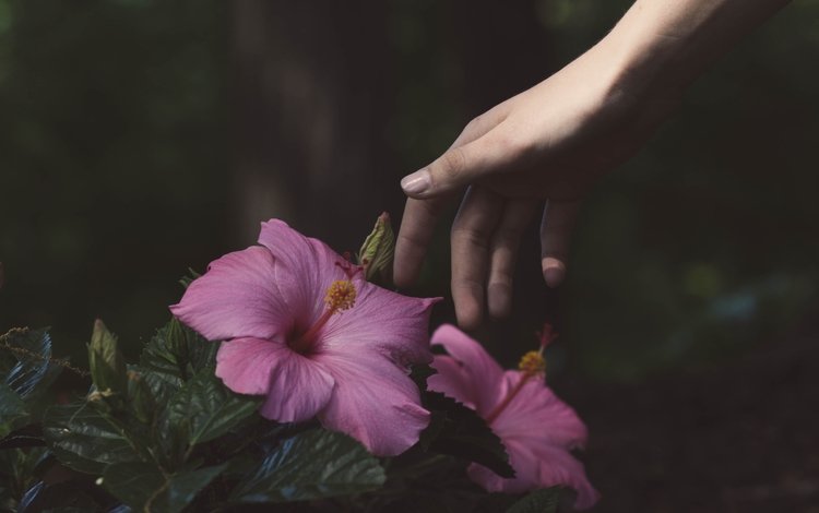 цветы, рука, гибискус, flowers, hand, hibiscus