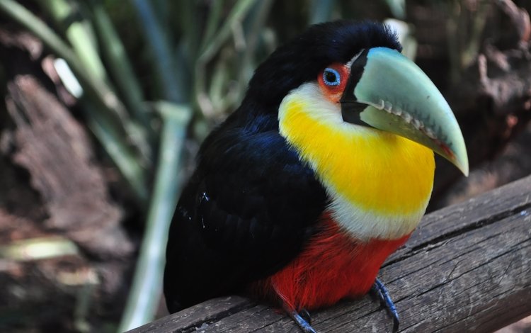 разноцветный, птица, тукан, клюв, colorful, bird, toucan, beak