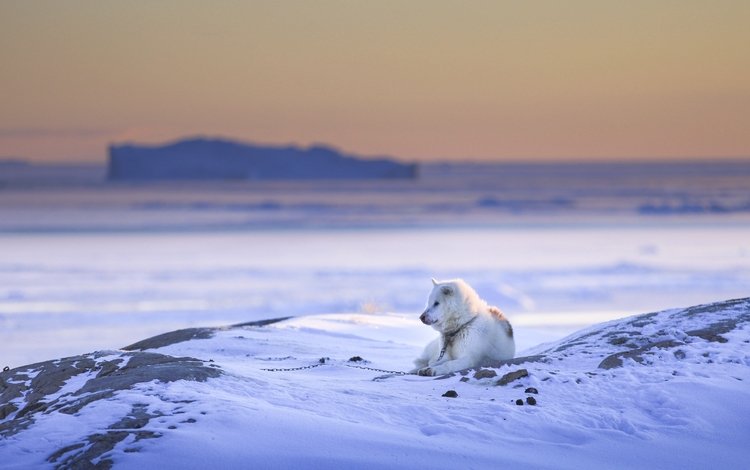 снег, природа, зима, собака, друг, пес, snow, nature, winter, dog, each