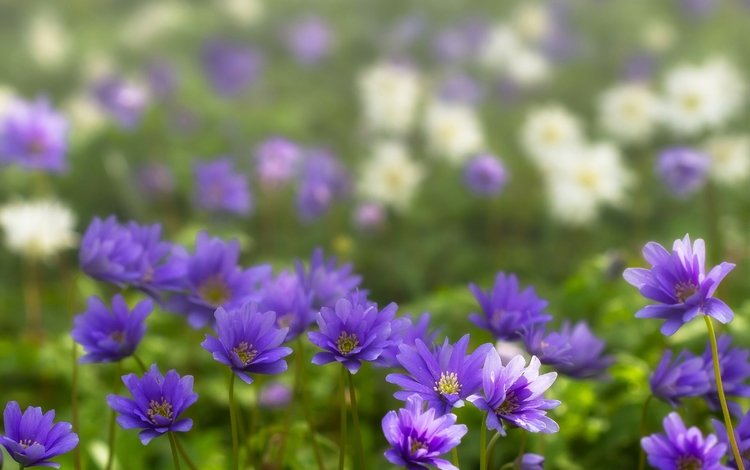 фиолетовые цветы, ветреница, анемон, purple flowers, anemone
