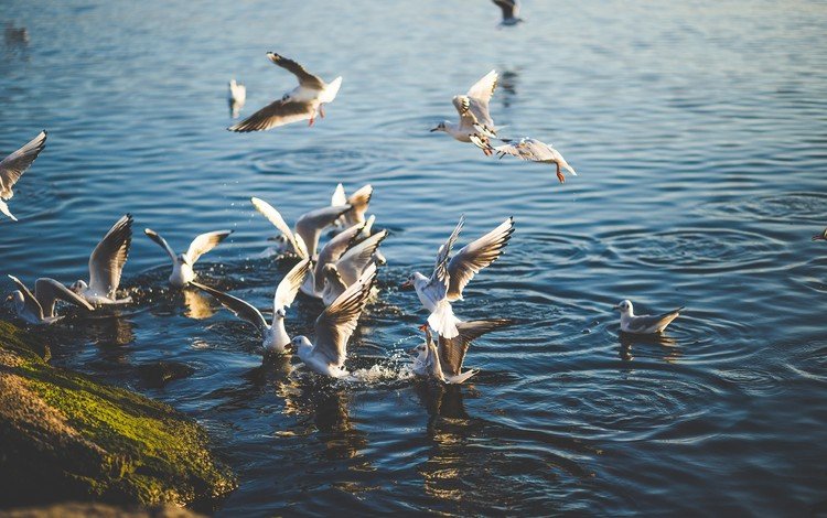вода, природа, море, крылья, птицы, чайки, water, nature, sea, wings, birds, seagulls