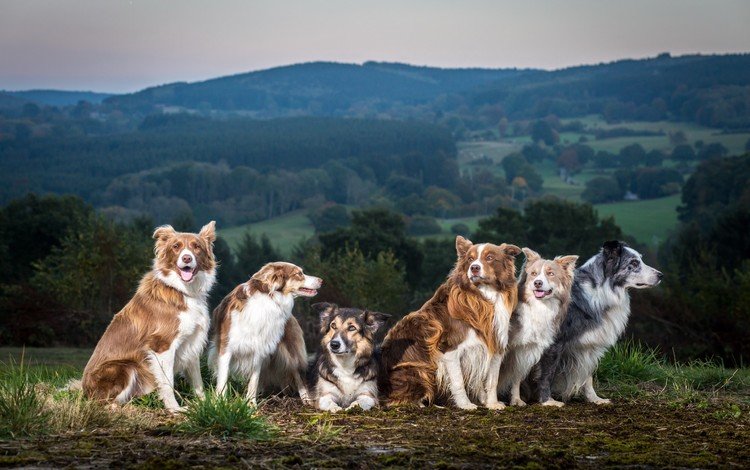 природа, фон, собаки, бордер-колли, nature, background, dogs, the border collie