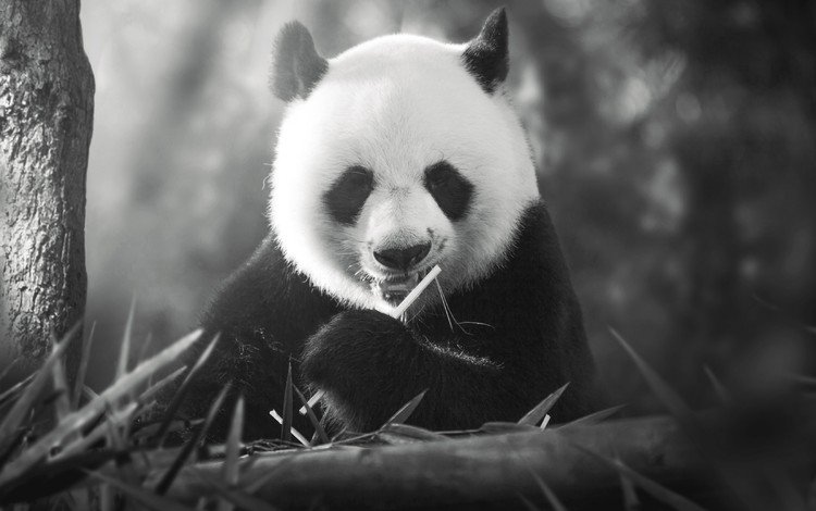панда, медведь, чёрно-белое, panda, bear, black and white