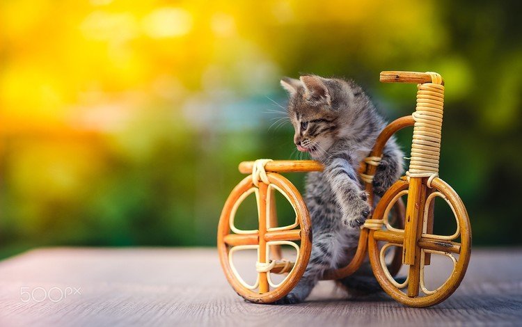 котенок, игрушка, животное, велосипед, детеныш, kitty, toy, animal, bike, cub