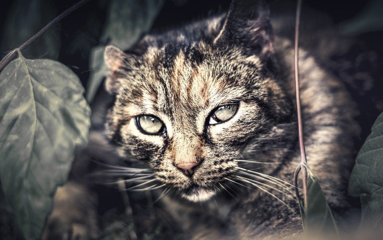 глаза, фон, кот, усы, кошка, взгляд, дикая кошка, крупным планом, eyes, background, cat, mustache, look, wild cat, closeup
