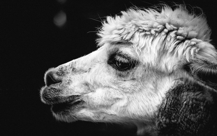 чёрно-белое, животное, голова, верблюд, лама, крупным планом, альпака, black and white, animal, head, camel, lama, closeup, alpaca