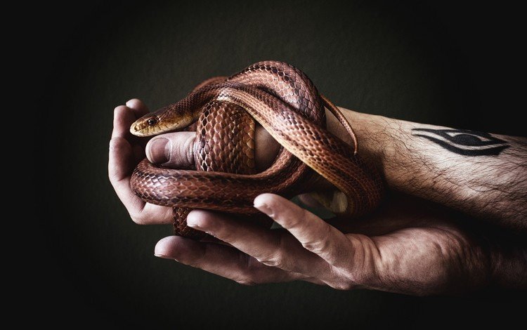 змея, руки, мужчина, татуировка, aleks daiwer, snake, hands, male, tattoo