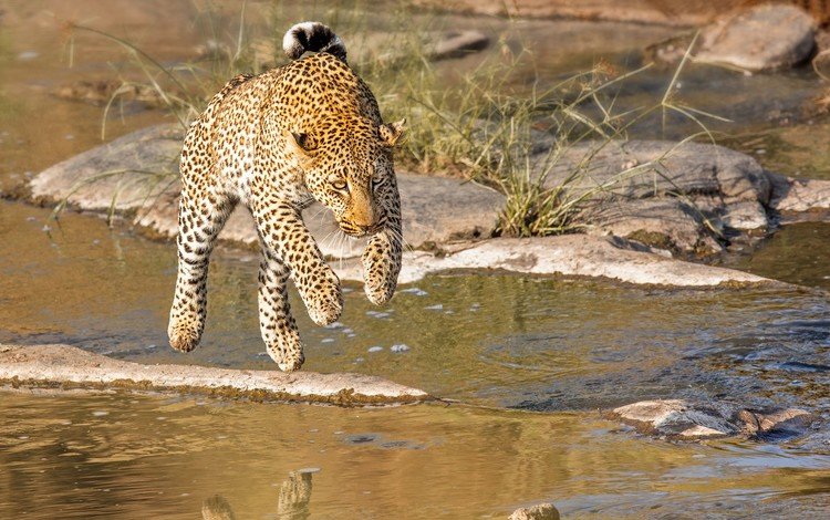 река, прыжок, леопард, хищник, кения, john fielding, river, jump, leopard, predator, kenya