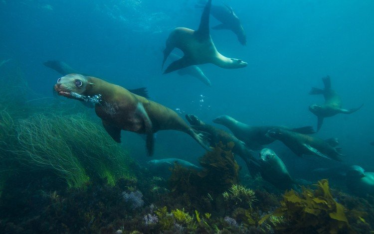 животные, океан, тюлень, подводный мир, animals, the ocean, seal, underwater world