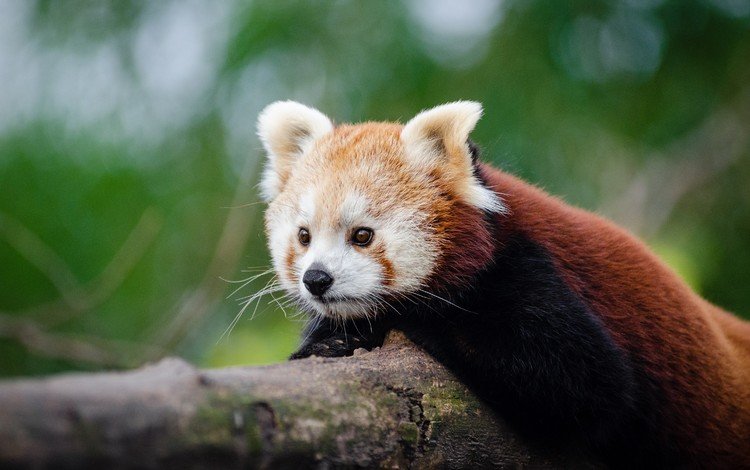 дерево, мордочка, панда, животное, ствол, красная панда, малая панда, tree, muzzle, panda, animal, trunk, red panda