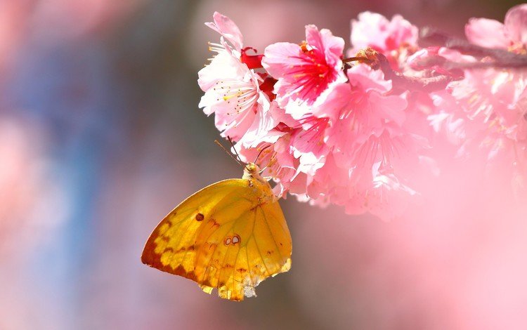 цветы, насекомое, бабочка, крылья, сакура, flowers, insect, butterfly, wings, sakura