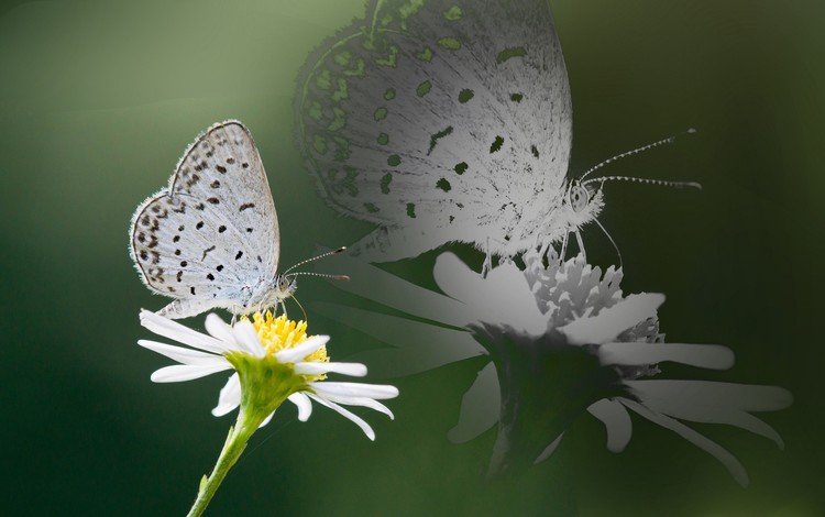 насекомое, отражение, цветок, бабочка, крылья, ромашка, insect, reflection, flower, butterfly, wings, daisy