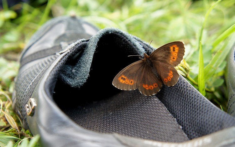 трава, насекомое, бабочка, крылья, обувь, grass, insect, butterfly, wings, shoes