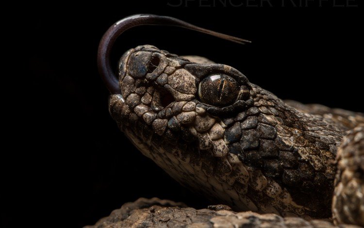 змея, черный фон, рептилия, пресмыкающиеся, snake, black background, reptile, reptiles
