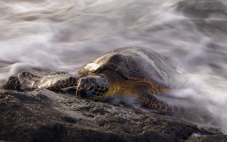 вода, море, черепаха, рептилия, морская черепаха, пресмыкающиеся, water, sea, turtle, reptile, sea turtle, reptiles