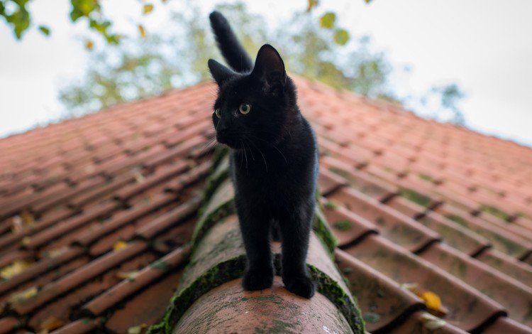 глаза, кот, лето, кошка, черная, крыша, eyes, cat, summer, black, roof