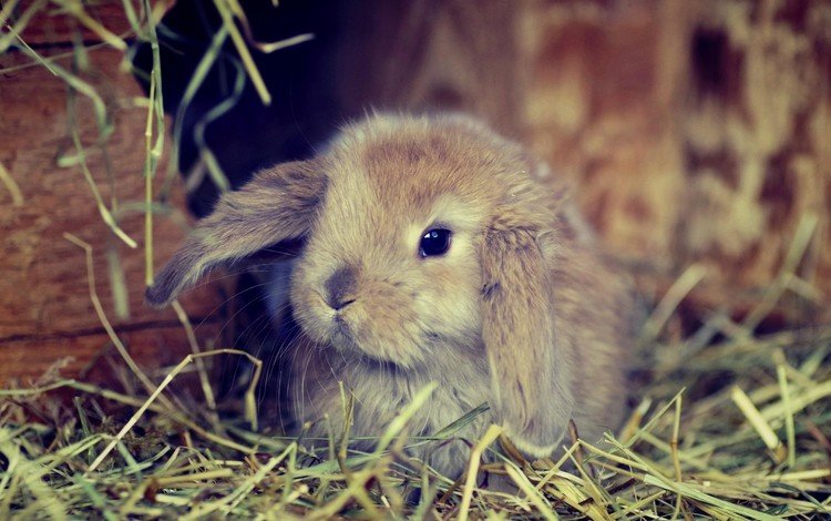 трава, сено, ушки, кролик, grass, hay, ears, rabbit