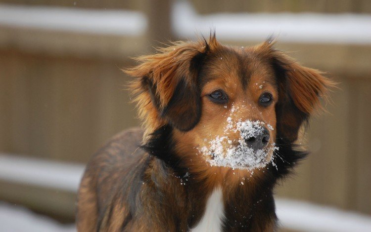 глаза, снег, зима, мордочка, взгляд, собака, уши, eyes, snow, winter, muzzle, look, dog, ears