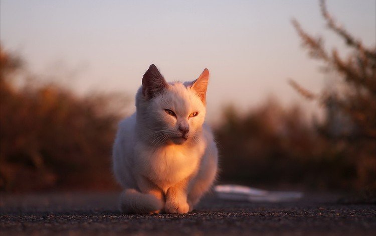 глаза, фон, кот, усы, кошка, взгляд, солнечный свет, eyes, background, cat, mustache, look, sunlight