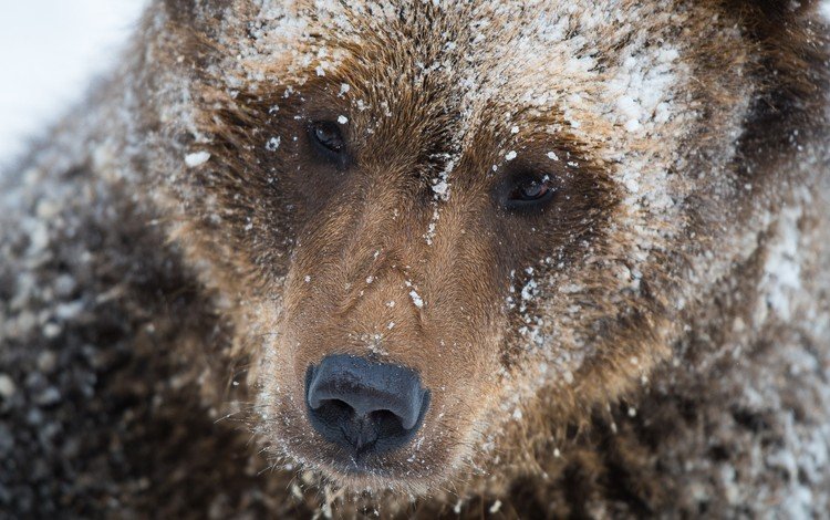 морда, снег, медведь, бурый медведь, michael merl, face, snow, bear, brown bear