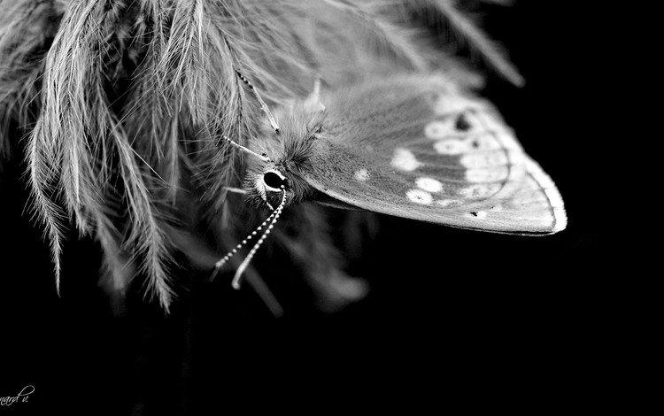 насекомое, бабочка, чёрно-белое, крылья, insect, butterfly, black and white, wings