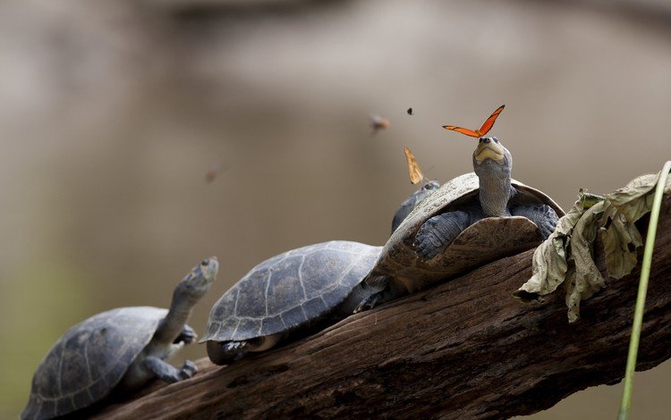 панцирь, бабочки, черепахи, shell, butterfly, turtles