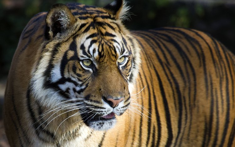 тигр, фон, усы, взгляд, большая кошка, tiger, background, mustache, look, big cat