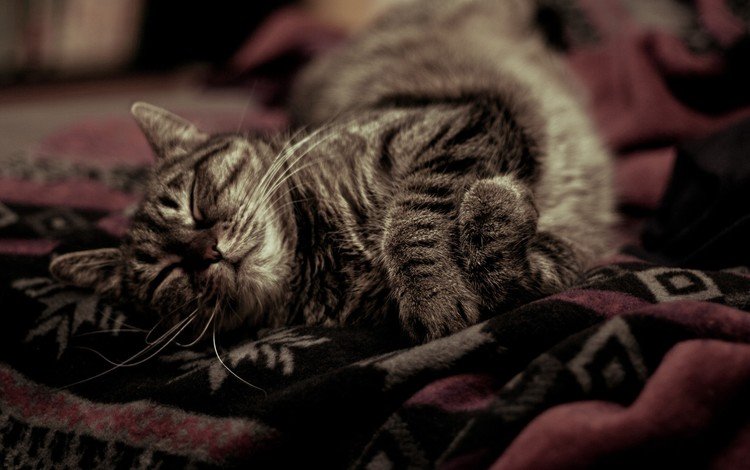 фон, кот, усы, кошка, спит, уют, покрывало, background, cat, mustache, sleeping, comfort, blanket