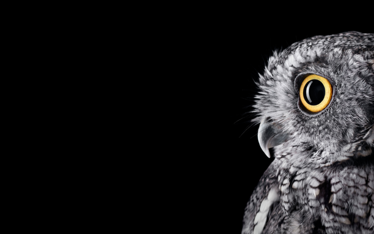 сова, чёрно-белое, профиль, птица, owl, black and white, profile, bird