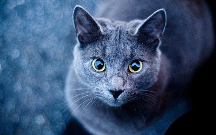 глаза, фон, усы, кошка, взгляд, голубая, русская, eyes, background, mustache, cat, look, blue, russian
