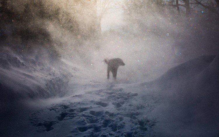 снег, природа, зима, собака, следы, ветер, пес, вьюга, snow, nature, winter, dog, traces, the wind, blizzard