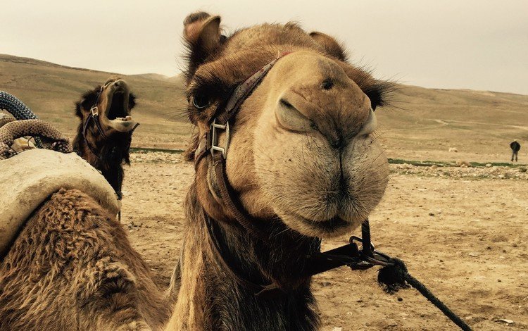 пейзаж, пустыня, верблюд, верблюды, landscape, desert, camel, camels