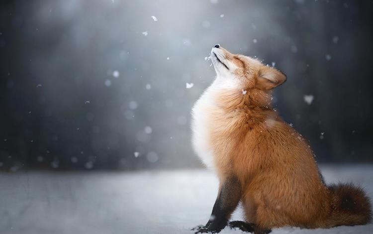 снег, зима, лиса, профиль, лисица, животное, закрытые глаза, snow, winter, fox, profile, animal, closed eyes