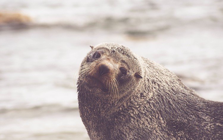 усы, взгляд, тюлень, морской лев, mustache, look, seal, sea lion