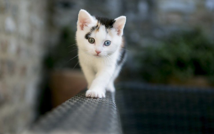 глаза, фон, усы, кошка, взгляд, котенок, eyes, background, mustache, cat, look, kitty
