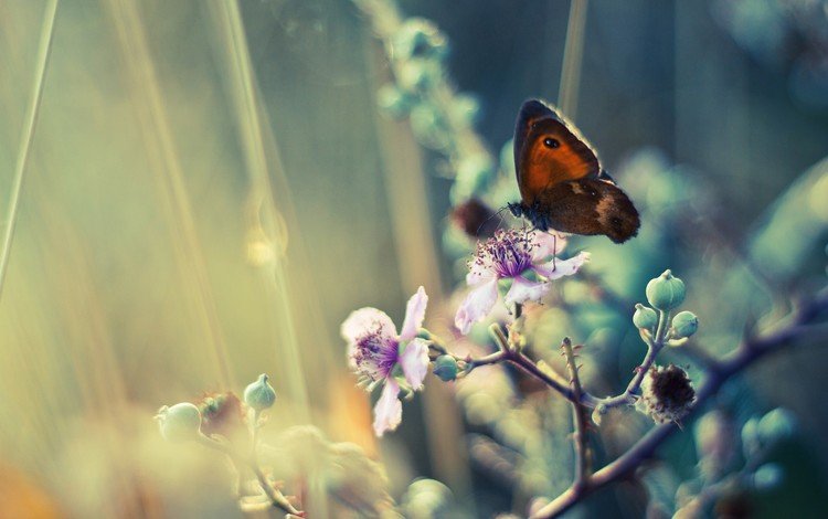 цветение, насекомое, бабочка, крылья, весна, flowering, insect, butterfly, wings, spring