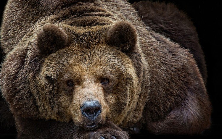морда, портрет, взгляд, медведь, face, portrait, look, bear