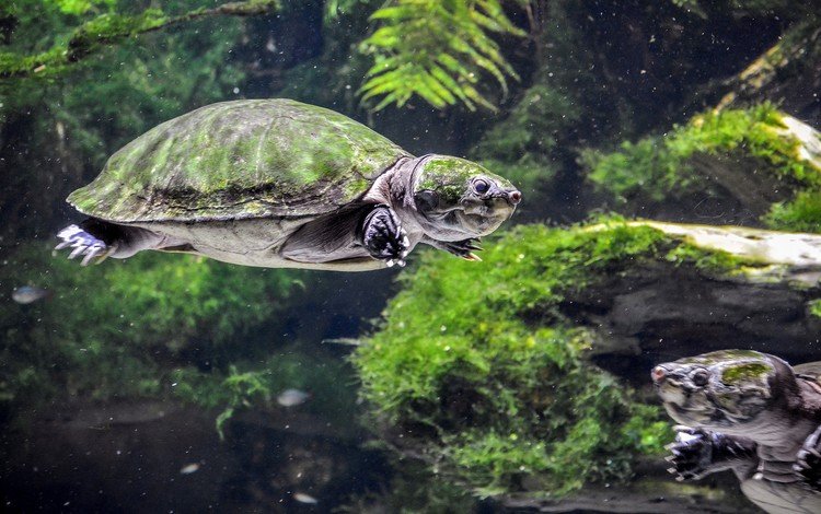 черепаха, подводный мир, черепахи, пресмыкающиеся, turtle, underwater world, turtles, reptiles