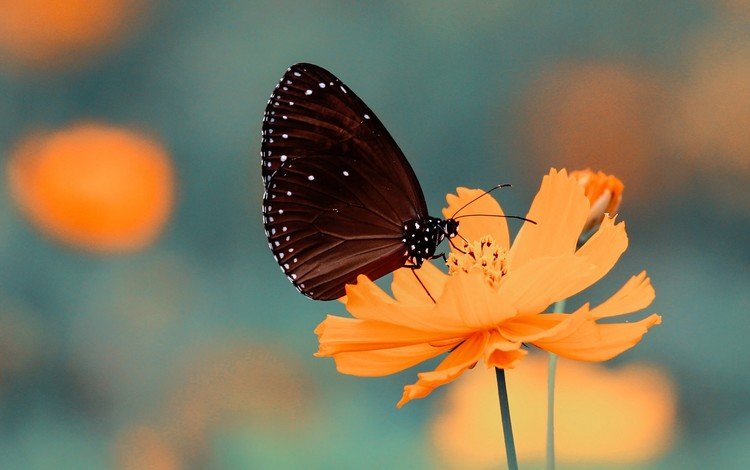 насекомое, цветок, лепестки, бабочка, крылья, размытость, космея, insect, flower, petals, butterfly, wings, blur, kosmeya