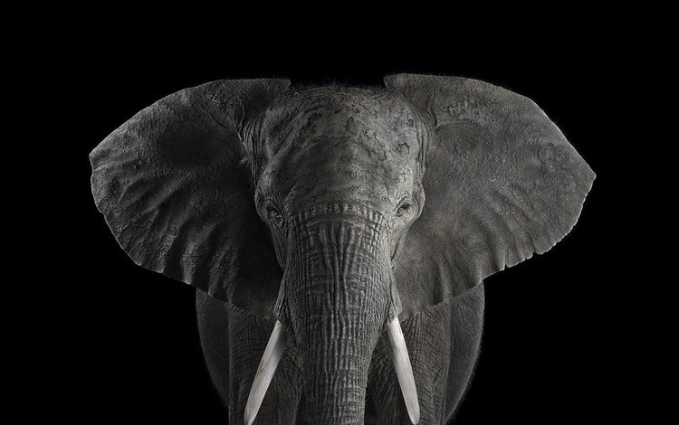 слон, чёрно-белое, африканский слон, брэд уилсон, elephant, black and white, african elephant, brad wilson