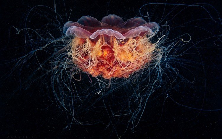 медуза, щупальца, подводный мир, александр семёнов, волосистая цианея, medusa, tentacles, underwater world, alexander semenov, the hairy cyanea