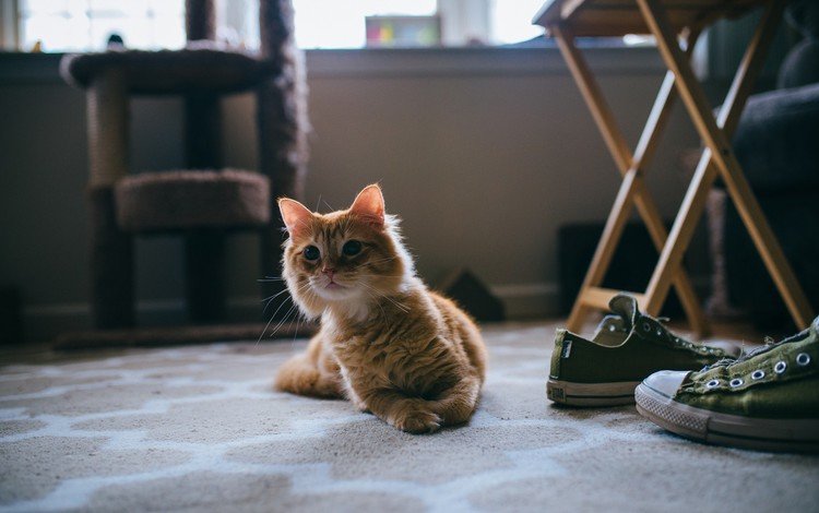 глаза, фон, усы, кошка, взгляд, кеды, рыжий кот, steven guzzardi, eyes, background, mustache, cat, look, sneakers, red cat