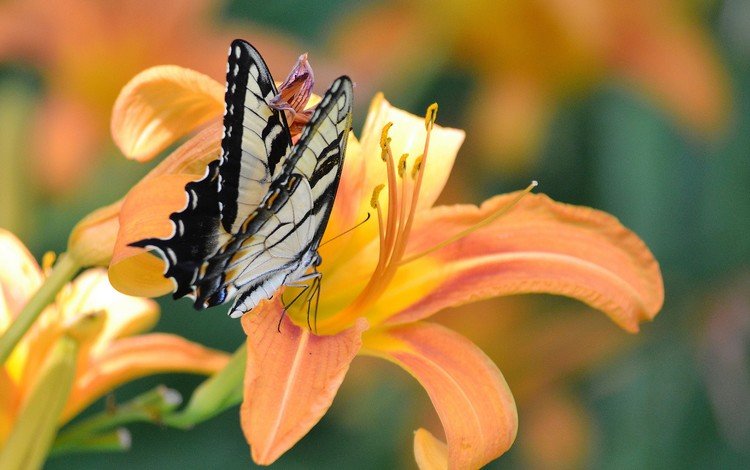 насекомое, цветок, бабочка, крылья, лилия, insect, flower, butterfly, wings, lily