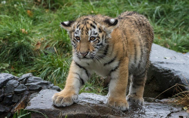 тигр, трава, камни, хищник, животное, тигренок, детеныш, tiger, grass, stones, predator, animal, cub