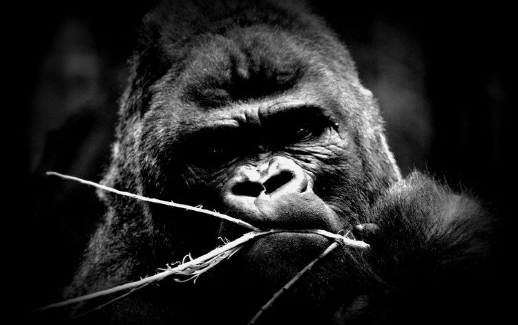 глаза, взгляд, чёрно-белое, животное, обезьяна, горилла, eyes, look, black and white, animal, monkey, gorilla
