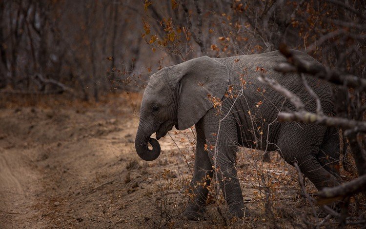 природа, слон, хобот, слоненок, nature, elephant, trunk